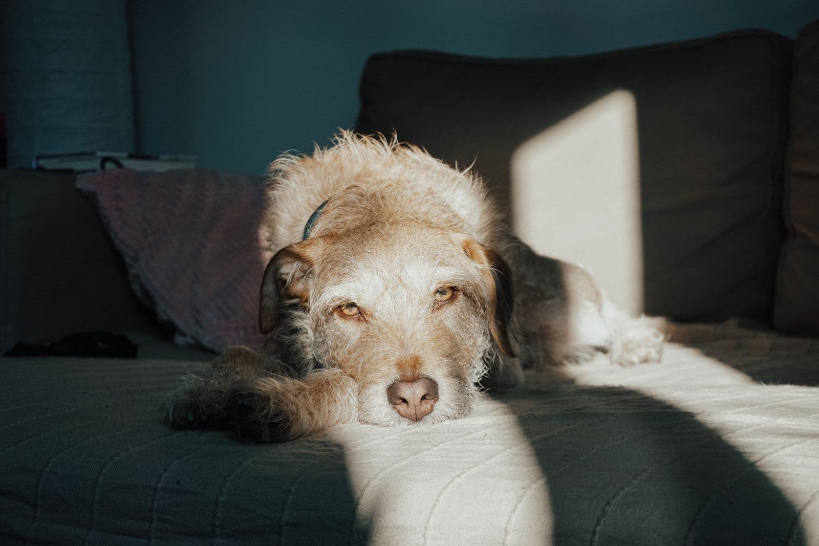 A shaggy dog rests on a sofa in a shaft of window light.