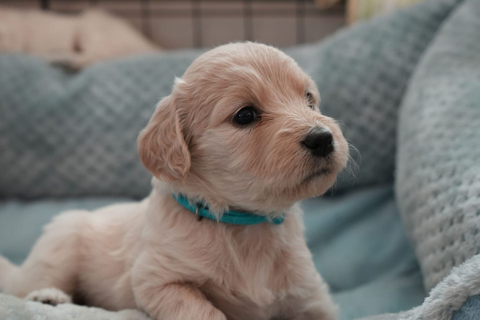 A small, cream-coloured puppy in a plain collar lying settled in a soft bed indoors, with a pen panel just visible behind it.