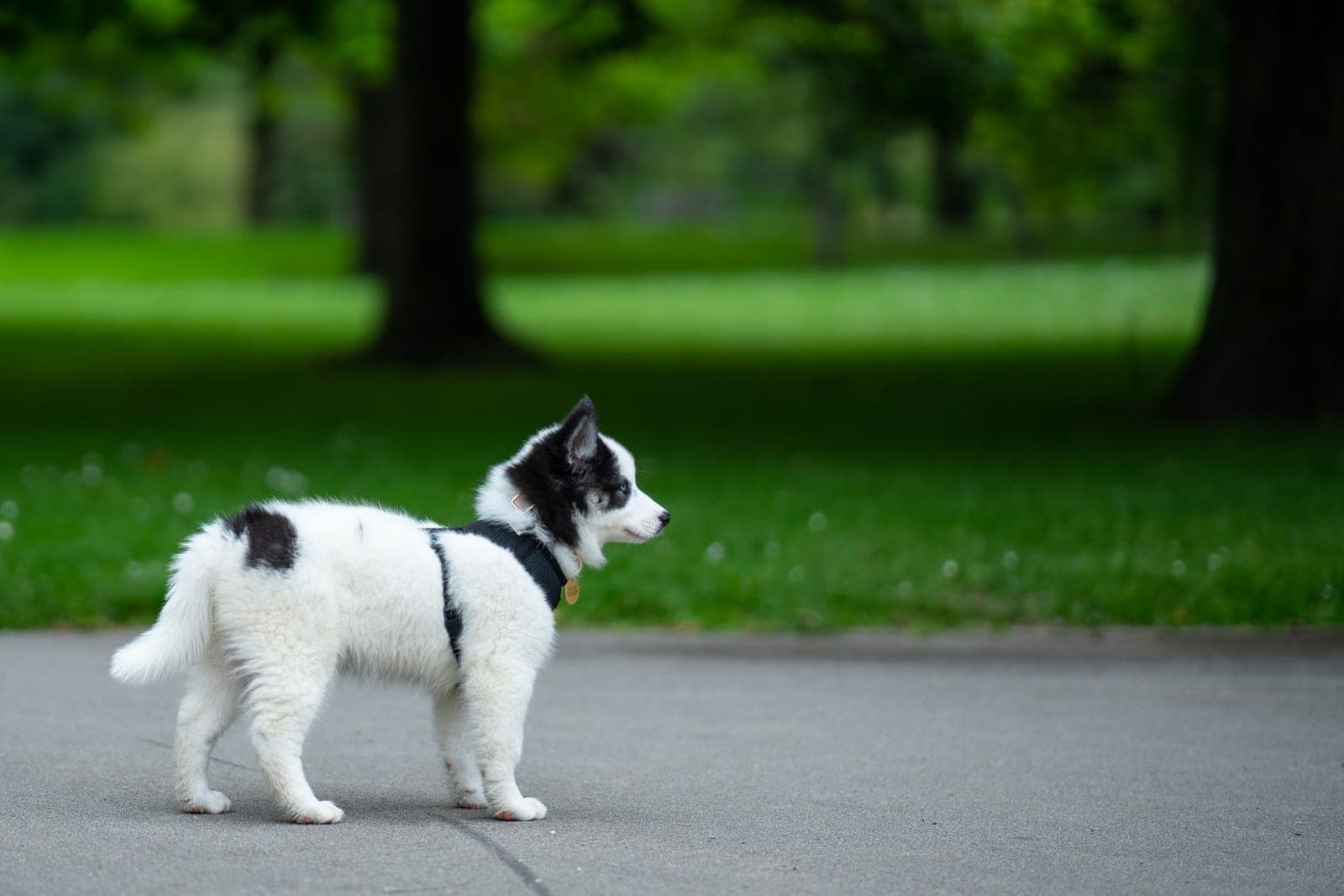 A young black-and-white dog in a plain harness standing on a paved park path, looking out across the grass.