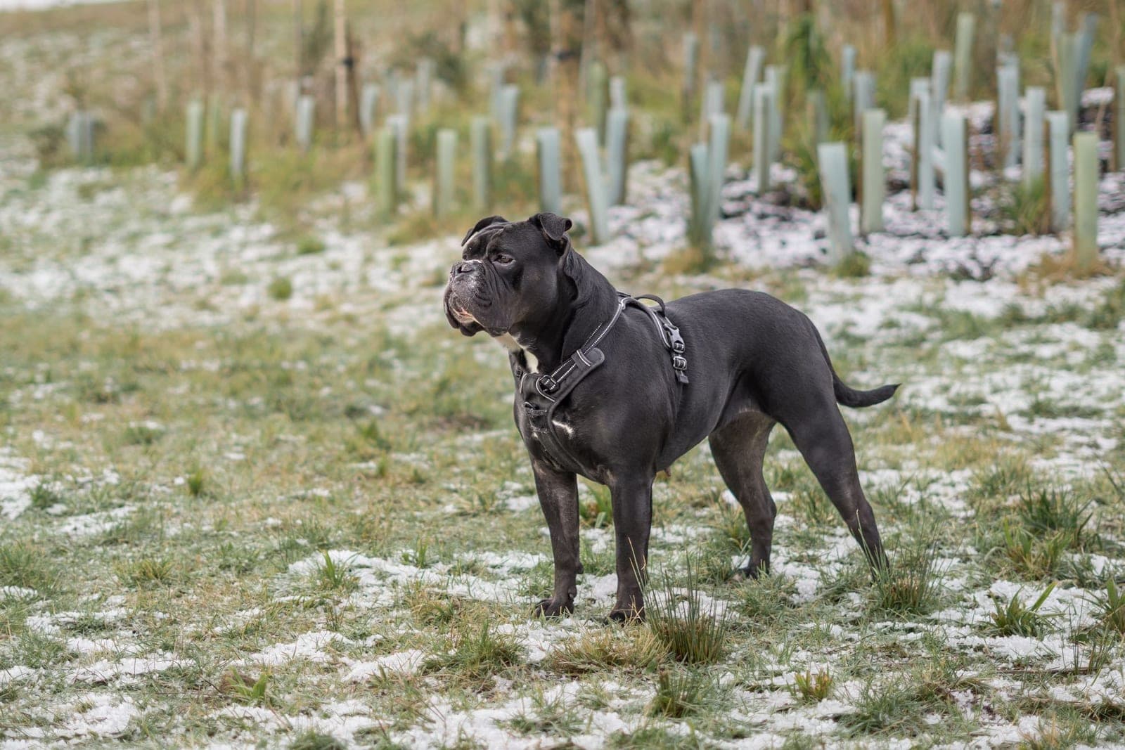 A dark, lean dog in a plain harness standing alert in a frosted field of young tree planting, looking off to one side.