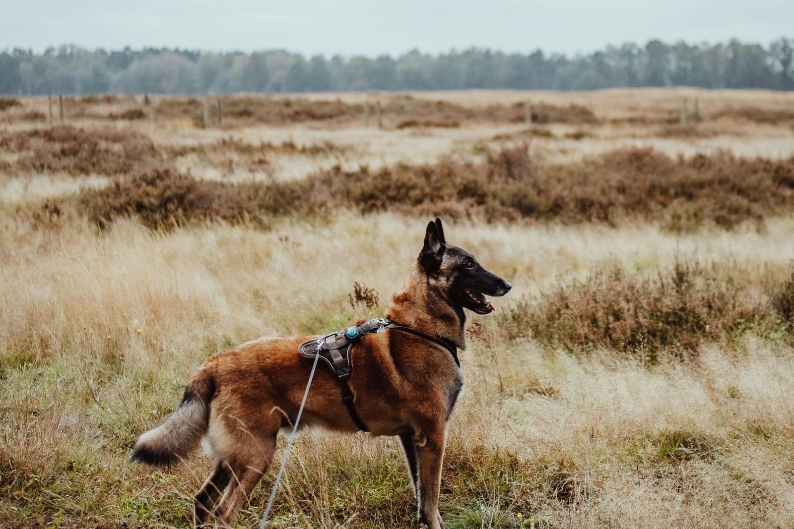 A lean dog in a plain harness standing on open heathland at the end of a long line, attention fixed on something out of frame.