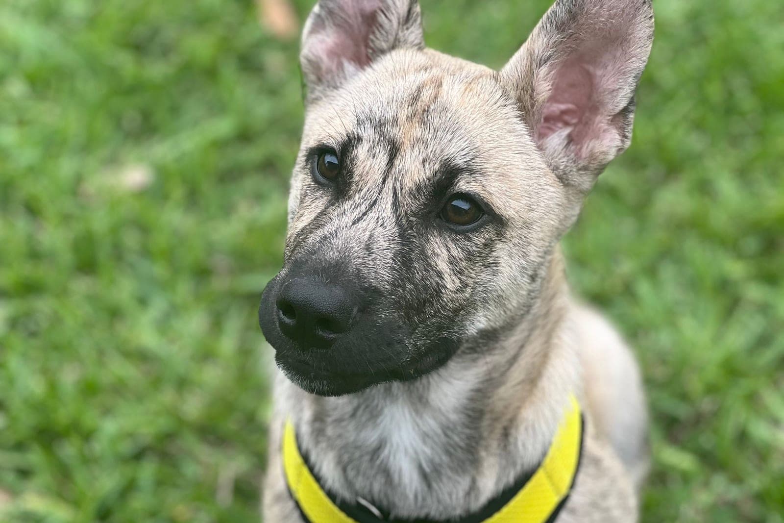A leggy young dog in a plain yellow harness sitting on grass, ears up, looking attentively upwards.