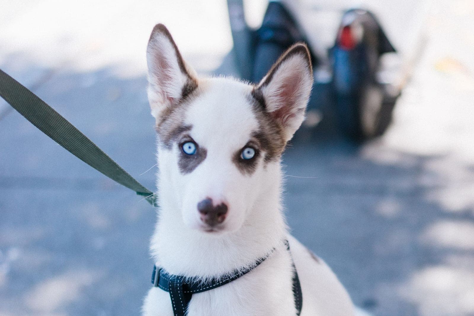 A husky-type puppy in a plain harness sitting on a paved street, lead slack, looking straight at the camera.