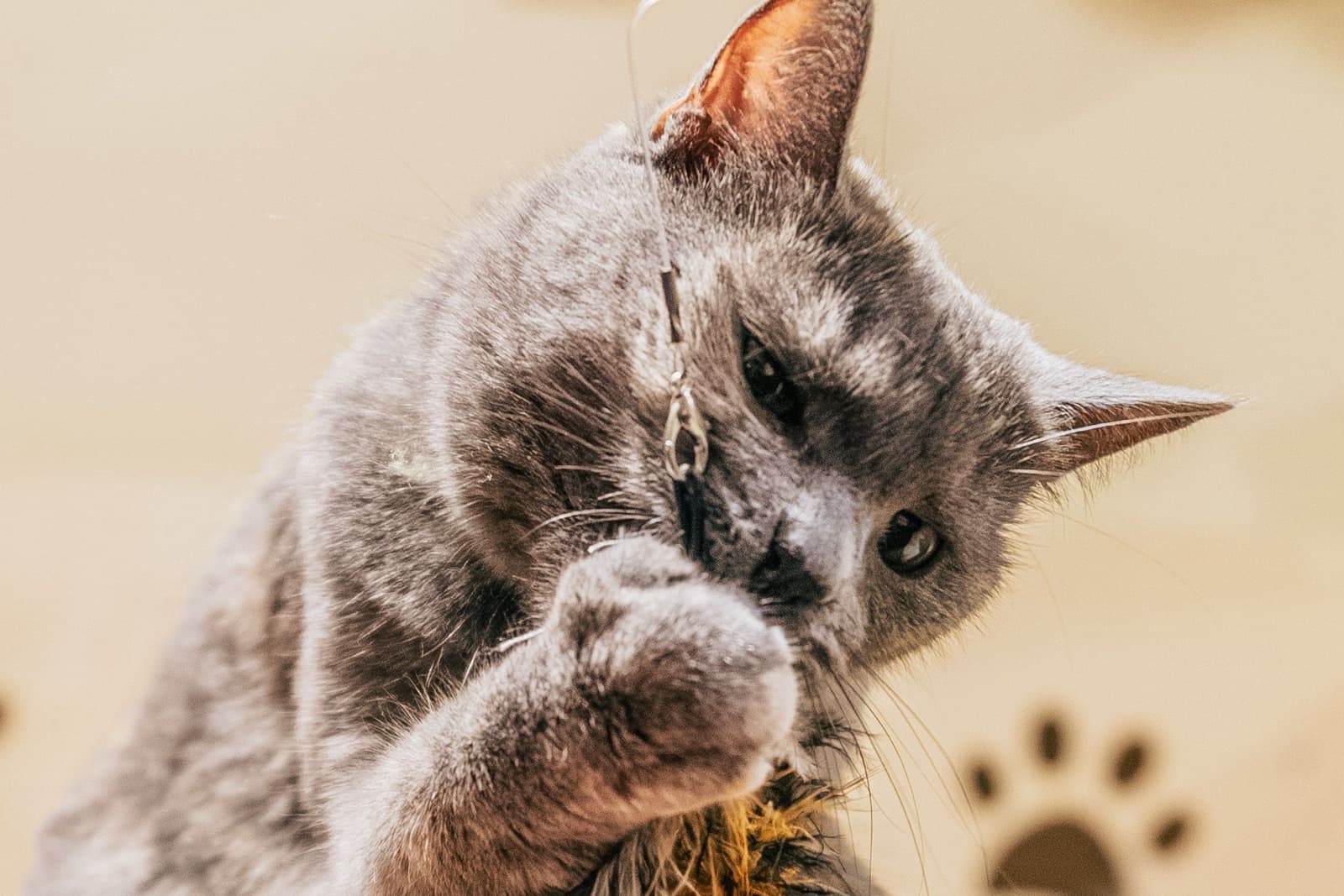 A grey cat rears up and catches a feather toy in both front paws.