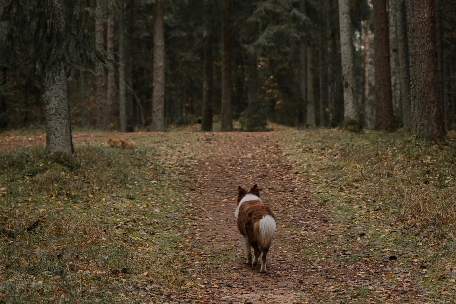 A collie-type dog seen from behind, walking away up a leaf-strewn forest path between tall conifers.