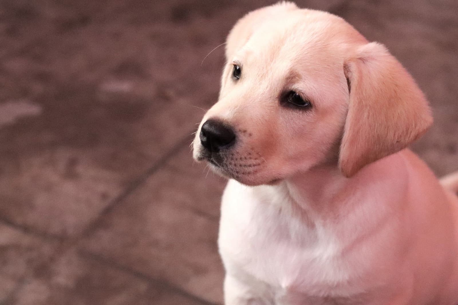 A pale yellow Labrador puppy sits on a tiled floor, ears soft, looking up and slightly past the camera.